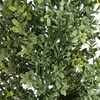 image:imageNearly Natural 5ft UV Resistant Artificial Boxwood Topiary Tree  Lifelike Greenery for Indoor and Outdoor Decor Includes Nursery Planter Perfect for Home Office or Outdoor Covered Patio Spaces