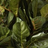image:imageNearly Natural 6 ft Artificial Fiddle Leaf Fig Tree with Nursery Pot4ft
