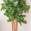 image:imageNearly Natural 6 ft Artificial Fiddle Leaf Fig Tree with Nursery Pot7ft