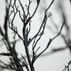 image:imageNearly Natural 6 ft PreLit Halloween Black Twig Artificial Fall Tree