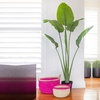 image:imageNearly Natural 60in Travelers Palm Tree UV Resistant IndoorOutdoor