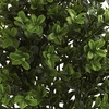 image:imageNearly Natural 6113S6 Sweet Grass Bush Set of 6 IndoorOutdoor 6 PieceGreen