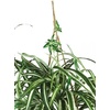image:imageNearly Natural 6607 Spider Hanging Basket Decorative Silk Plant Green1025 x 1025 x 175