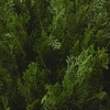 image:imageNearly Natural 6881 3 Cedar Artificial Bush IndoorOutdoorGreen