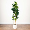 image:imageNearly Natural 6ft Artificial Fiddle Leaf Tree in Decorative White Planter