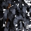 image:imageNearly Natural 6ft Artificial Halloween Black Ficus Tree with Natural Trunk  Indoor Decor for Spooky Atmosphere