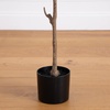 image:imageNearly Natural 6ft Artificial Olive Tree  Slim Minimalist Design with Lifelike Faux Olives Flexible Branches Includes Nursery Planter