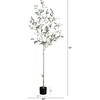 image:imageNearly Natural 6ft Artificial Olive Tree  Slim Minimalist Design with Lifelike Faux Olives Flexible Branches Includes Nursery Planter