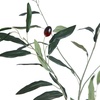 image:imageNearly Natural 6ft Artificial Olive Tree  Slim Minimalist Design with Lifelike Faux Olives Flexible Branches Includes Nursery Planter
