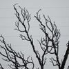 image:imageNearly Natural 6ft PreLit Halloween Minimalist Twig Artificial Fall Tree with 320 Orange and Purple LED Lights