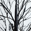image:imageNearly Natural 7ft PreLit Halloween Black Twig Tree with 390 Orange amp Purple LED Lights