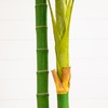 image:imageNearly Natural 8 ft Artificial Golden Cane Palm Tree with Nursery Pot8ft