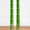 image:imageNearly Natural 8 ft Artificial Golden Cane Palm Tree with Nursery Pot9ft