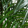 image:imageNearly Natural 8 ft UVResistant Artificial Areca Palm Tree with Pot8ft