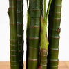 image:imageNearly Natural 8 ft UVResistant Artificial Areca Palm Tree with Pot9ft