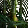image:imageNearly Natural 8 ft UVResistant Artificial Areca Palm Tree with Pot9ft
