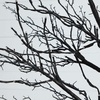 image:imageNearly Natural 8ft PreLit Halloween Black Twig Tree with 216 Orange amp Purple LED Lights