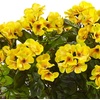 image:imageNearly Natural Geranium Silk Plant in Rectangular Planter UV Resistant IndoorOutdoorYellow