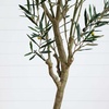 image:imageNearly Natural Greco Olive Tree Artificial Indoor 7FT Tall Designer Ultra Realistic Thick Trunk Faux Olive Tree for Home and Office Decor Fake Olive Tree with Olive Tree Branches and Lifelike Fruits