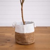 image:imagePotted Artificial Olive Tree with Handmade Jute Planter  7  Green