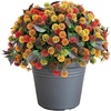image:imageNearly Natural 16in Mixed Fall Mum UVResistant Outdoor Porch Decor