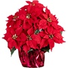image:imageNearly Natural 19 in Artificial Lush Red Poinsettia in Wrapped Planter