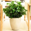 image:imageNearly Natural 19in UV Resistant Artificial Puff Ivy Bush IndoorOutdoor  Set of 3