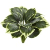 image:imageNearly Natural 23 in Variegated Hosta Artificial Plant Set of 6