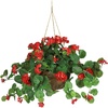 image:imageNearly Natural 24 in Artificial Geranium Red Floral Hanging Basket PlantRed