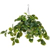 image:imageNearly Natural 24Inch UV Resistant Artificial Pothos Plant  IndoorOutdoor Hanging Basket with 50 Warm White LED Lights Battery Operated
