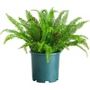 image:imageNearly Natural 27in UV Resistant Artificial Boston Fern Plant with Real Touch Leaves IndoorOutdoor23 in
