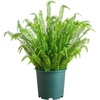 image:imageNearly Natural 27in UV Resistant Artificial Boston Fern Plant with Real Touch Leaves IndoorOutdoor48 in