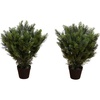 image:imageNearly Natural 2ft UV Resistant Artificial Cedar Tree  IndoorOutdoor Faux Greenery Bush Dense Lifelike Foliage Perfect for Entranceways Gardens No Maintenance Required Set of 2
