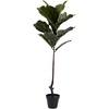 image:imageNearly Natural 4ft Fiddle Leaf Tree UV Resistant IndoorOutdoor