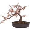 image:imageNearly Natural Cherry Blossom Bonsai Silk Tree Pink