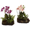 image:imageNearly Natural Orchid Island Set of 2