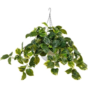 image:imageNearly Natural 24Inch UV Resistant Artificial Pothos Plant  IndoorOutdoor Hanging Basket with 50 Warm White LED Lights Battery Operated