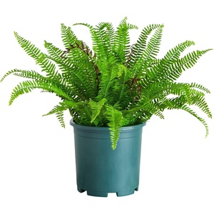 image:imageNearly Natural 27in UV Resistant Artificial Boston Fern Plant with Real Touch Leaves IndoorOutdoor23 in