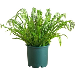 image:imageNearly Natural 27in UV Resistant Artificial Boston Fern Plant with Real Touch Leaves IndoorOutdoor27 in