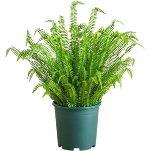 image:imageNearly Natural 27in UV Resistant Artificial Boston Fern Plant with Real Touch Leaves IndoorOutdoor48 in