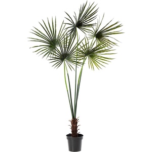 image:imageNearly Natural 7ft Fan Palm Tree UV Resistant IndoorOutdoor