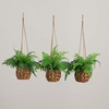 image:imageNearly Natural 10in Artificial Boston Ferns in Hanging Wicker Baskets Set of 3 Fake Ferns for IndoorOutdoor Use Hanging Basket for Patio Decoration UV Resistant