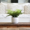 image:imageNearly Natural 13in Artificial Boston Fern Plant with Decorative Planter