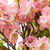 image:imageNearly Natural 14 in Artificial Cherry Blossom Arrangement Globe Vase Decor