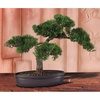 image:imageNearly Natural 16 in Artificial Cedar Bonsai Tree in Decorative PotGreen