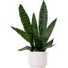 image:imageNearly Natural 16 in Artificial Sansevieria Snake Plant White Planter DecorGreen