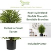 image:imageNearly Natural 2 ft Artificial Norfolk Island Pine in Decorative Planter