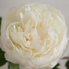 image:imageNearly Natural 20in Artificial Peony Flower Stems Set of 3 Long Stem Artificial Flowers for Home or Office Dcor Faux Peony Flower Stems in White for DIY DecorationWhite