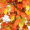 image:imageNearly Natural 3 ft Artificial Autumn Ficus Fall Tree with Nursery Planter