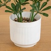 image:imageNearly Natural 31 in UVResistant Artificial Schefflera Tree